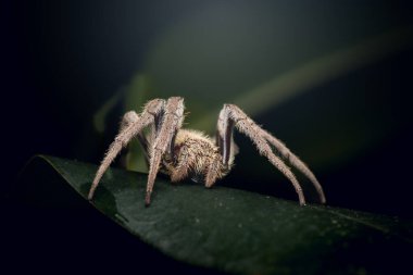 Avustralya bahçe küresi Weaver birçok Avustralya bahçesinde bulunan yaygın ve büyüleyici bir örümcektir..