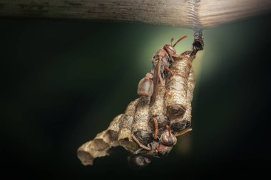 Kağıt eşekarılarının ince ve uzun bacakları vardır, tipik olarak siyah ve sarı veya kahverengi ve sarı renklidirler..