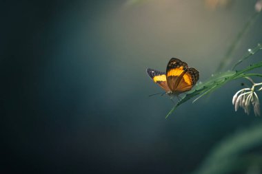 Cupha, Nymphalidae familyasından Indomalayan ve Avustralya 'da yaşayan bir kelebek cinsidir..