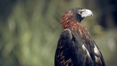 Takoz kuyruklu kartal Avustralya kıtasındaki en büyük yırtıcı kuş türüdür.. 
