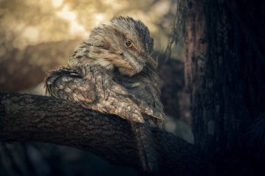 The tawny frogmouth is a species of frogmouth native to the Australian mainland and Tasmania and found throughout. clipart