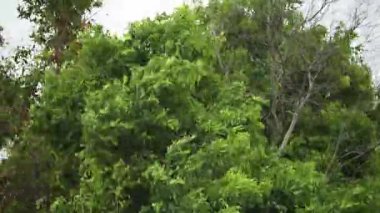 Kasırga Alfred 'in neden olduğu Brisbane, Queensland, Avustralya' da hasar gören rüzgar ve yağmur.