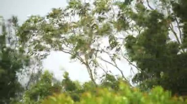 Kasırga Alfred 'in neden olduğu Brisbane, Queensland, Avustralya' da hasar gören rüzgar ve yağmur.