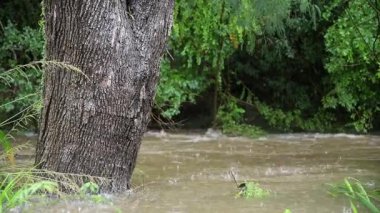 Alfred Kasırgası 'nın sebep olduğu Brisbane, Queensland, Chapel Hill' deki sel baskınları bölgesi..