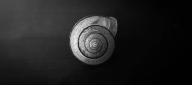 Salyangoz kabuğu sert, koruyucu bir dış katmandır ve bir salyangozun yumuşak gövdesini kaplar..