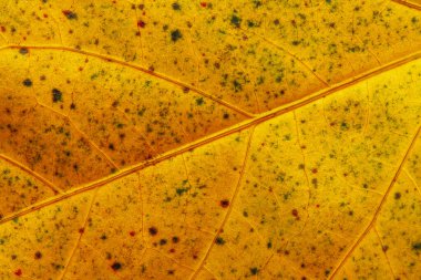 Hibiscus Ruth Wilcox Leaf 'in detaylı makro fotoğrafı. Hibiscus Ruth Wilcox, büyüleyici çiçekleri ve büyüme alışkanlığıyla tanınan güzel bir Hibiscus rosa-sinensis türüdür..