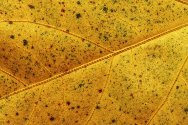 Hibiscus Ruth Wilcox Leaf 'in detaylı makro fotoğrafı. Hibiscus Ruth Wilcox, büyüleyici çiçekleri ve büyüme alışkanlığıyla tanınan güzel bir Hibiscus rosa-sinensis türüdür..