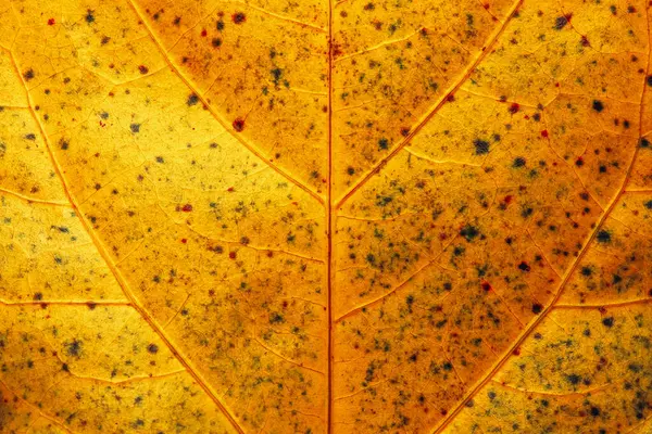Hibiscus Ruth Wilcox Leaf 'in detaylı makro fotoğrafı. Hibiscus Ruth Wilcox, büyüleyici çiçekleri ve büyüme alışkanlığıyla tanınan güzel bir Hibiscus rosa-sinensis türüdür..