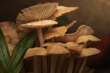 Jimnastik mantarları saprotrofik çürüyen mantar cinsi. Genellikle yaprak ve ahşap çöplerde bulunur..