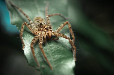 Sparassidae familyasının üyeleri olan avcı örümcekler, avlarını ağlar yerine avlanarak yakalarlar. Aynı zamanda dev yengeç örümcekleri olarak da adlandırılırlar..