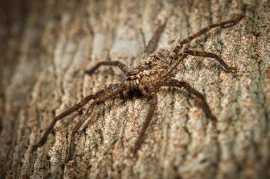 Sparassidae familyasının üyeleri olan avcı örümcekler, avlarını ağlar yerine avlanarak yakalarlar. Aynı zamanda dev yengeç örümcekleri olarak da adlandırılırlar..