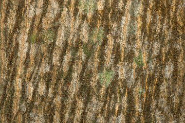 Mavi Quandong genellikle ağaç türü Elaeocarpus grandis 'i ifade eder. Kuzeydoğu Avustralya 'nın kıyı yağmur ormanlarına özgü büyük, hızlı büyüyen bir yeşil ağaçtır..