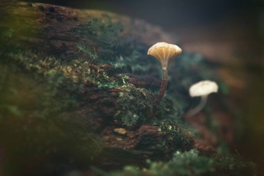 Lichenomphalia umbellifera mantarı ya da yeşil bezelye mantarı liken olarak da bilinir çünkü hem liken hem de mantardır..
