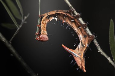 Gıdaklayan Notodontidae Güve Tırtıl, aynı zamanda Neola yarı-urata olarak da bilinir. Tırtıl renkli ve gün boyunca etkin bir şekilde besleniyor. Farklı türde gerdanlıklarla beslenirler..