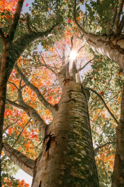Queens Park, Toowoomba, Queensland 'daki yaprak döken ağaç..