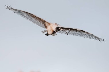 Avustralya akayısı, Ibis familyasından Threskiornithidae familyasından bir kuş türü. Avustralya 'nın çoğunda yaygındır. Ağırlıklı olarak beyaz tüyleri, siyah tüyleri, uzun eğimli gagası ve siyah bacakları vardır..