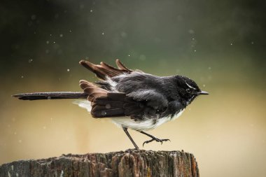 Rhipidura leucophrys, Avustralya, Yeni Gine, Solomon Adaları, Bismarck Takımadaları ve Doğu Endonezya 'ya özgü bir kuş türü..