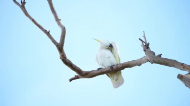 Sülfür armalı kakadu Avustralya 'da ağaçlık alanlarda bulunan nispeten büyük beyaz bir papağandır..