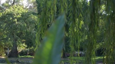 Brisbane Botanik Bahçeleri Coot-tha Dağı. 56 hektarlık, yerel ve egzotik bitki ve yaban hayatı içeren astropikal botanik bahçeleri.