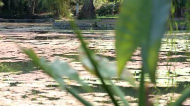 Brisbane Botanik Bahçeleri Coot-tha Dağı. 56 hektarlık, yerel ve egzotik bitki ve yaban hayatı içeren astropikal botanik bahçeleri.