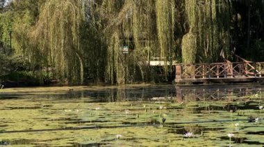 Brisbane Botanik Bahçeleri Coot-tha Dağı. 56 hektarlık, yerel ve egzotik bitki ve yaban hayatı içeren astropikal botanik bahçeleri.