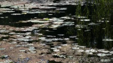 Brisbane Botanik Bahçeleri Coot-tha Dağı. 56 hektarlık, yerel ve egzotik bitki ve yaban hayatı içeren astropikal botanik bahçeleri.