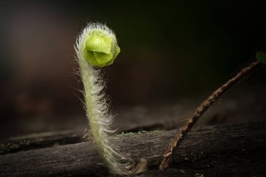 Simpson Şelalesi, Brisbane 'de bulunan eğreltiotu yaprağı. Nephrolepis cordifolia, Avustralya ve Asya 'nın kuzeydoğusu dahil olmak üzere küresel tropiklere özgü bir eğreltiotudur..