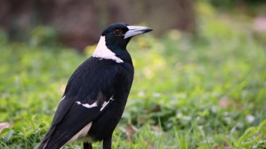 Avustralya Magpie 'si sabahın erken saatlerinde Brisbane, Queensland' deki Cootha Dağı 'nda yiyecek arıyor..