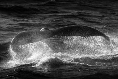 Altın Sahil, Queensland, Avustralya yakınlarındaki okyanusta kuyruğunu gösteren kambur balina..