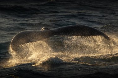 Altın Sahil, Queensland, Avustralya yakınlarındaki okyanusta kuyruğunu gösteren kambur balina..