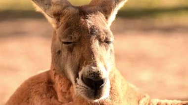 Kızıl kanguru tüm kanguruların en büyüğü, Avustralya 'ya özgü en büyük karasal memeli ve mevcut en büyük keseli hayvandır..