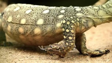 Güneşlenmek için bir yer arıyor..