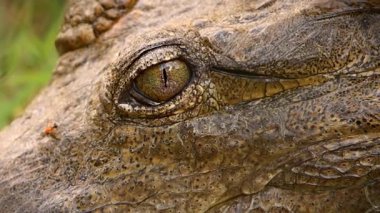 Tatlı su timsahı, Avustralya 'nın kuzey bölgelerinde yaşayan bir timsah türüdür..