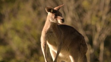 Doğu Gri Kanguru öğleden sonra güneşinin tadını çıkarıyor..