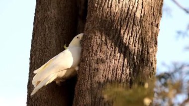 Sülfür armalı kakadu ağaç kovuğunu temizliyor..