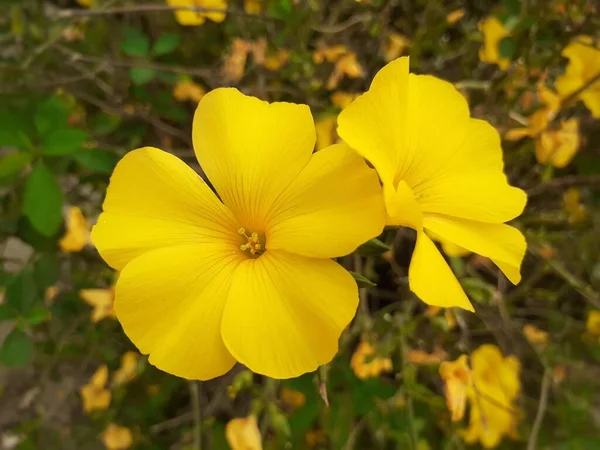 Zamknij Piękny Żółty Kwiat Reinwardtia Indica Żółty Len Lub Kwiaty — Zdjęcie stockowe