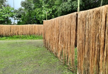 Çiğ kenevir lifleri kurumak için güneşin altında asılı duruyor. Assam, Hindistan 'da kenevir yetiştiriciliği. Jute altın iplik olarak bilinir. Sarımsı kahverengi doğal sebze lifinden.