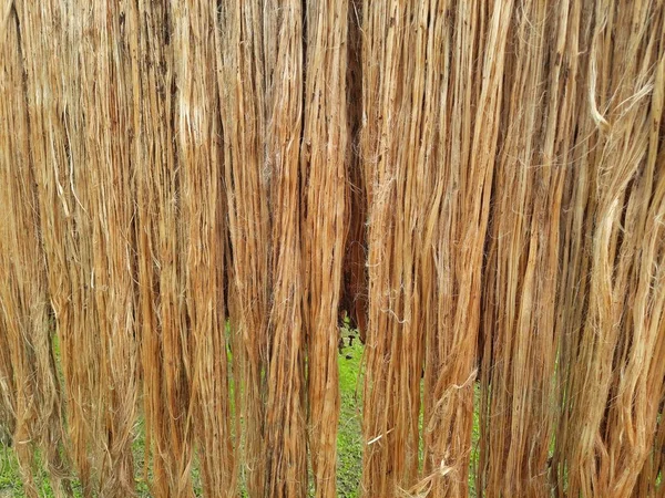 Raw jute fiber hanging under the sun for drying. Jute cultivation in Assam, India. Jute is known as the golden fiber. It is yellowish brown natural vegetable fiber