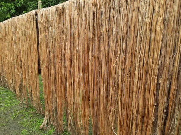 Raw jute fiber hanging under the sun for drying. Jute cultivation in Assam, India. Jute is known as the golden fiber. It is yellowish brown natural vegetable fiber