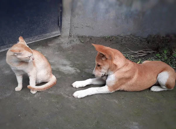 Orangefarbene Indische Hunde Und Katzen Kämpfen Miteinander Der Hund Versucht — Stockfoto
