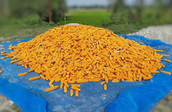 Čerstvá Oranžová Sklizeň Kukuřice Pole Kukuřice Také Známá Jako Kukuřice — Stock fotografie