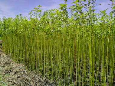 Assam, Hindistan 'da bir tarlada uzun kenevir bitkileri. Altın fiber olarak bilinen jüt, Hindistan 'ın zengin tarım mirasını sergileyen tekstil ve çeşitli ürünlerde kullanılan çok yönlü, çevre dostu bir malzemedir..