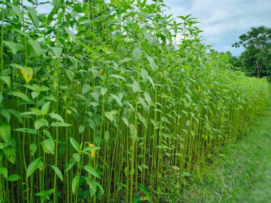 Assam, Hindistan 'da bir tarlada uzun kenevir bitkileri. Altın fiber olarak bilinen jüt, Hindistan 'ın zengin tarım mirasını sergileyen tekstil ve çeşitli ürünlerde kullanılan çok yönlü, çevre dostu bir malzemedir..