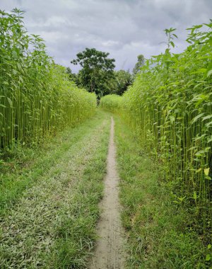 Assam, Hindistan 'da kenevir ekimi sırasında uzun kenevir bitkilerinin içinde küçük bir patika. Altın lif olarak bilinen jüt, tekstil ve çeşitli ürünlerde kullanılan çok yönlü, çevre dostu bir malzemedir..