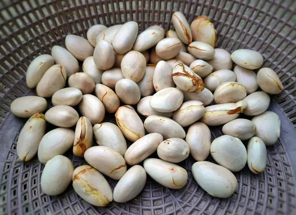 Pürüzsüz, beyaz ve açık kahverengi çizgileri olan taze toplanmış Jackfruit tohumları sepette sergileniyor. Mutfak, organik veya tarımsal temalar için yüksek çözünürlüklü yakın çekim ideal