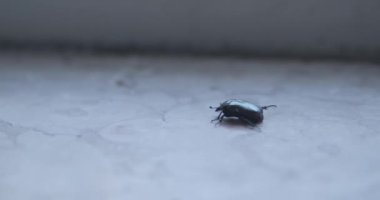 Küçük yeşil bir böcek kendini soğuk mermer üzerinde sürüklüyor. Güzel Cotinis Nitida 'nın başı dertte. Arka ayaklarını oynatamıyor. Tehlikedeki hayvanlar, iklimsel acil durum ve doğaya saygı..