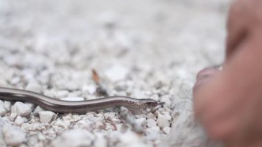 Küçük yılan bir elin parmaklarına tırmanmaya güvenmez. İnsan eli küçük bir yılanı yakalamaya çalışır. Tedbirli hayvanlar, dağ hayvanları. Yolunu tıkayan bir insan tarafından taciz edilen bir hayvan..