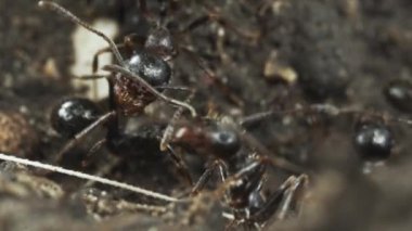 Ultra makro karınca görüntüsü birbirleriyle etkileşimde. Minik hayvanlar antenlerini bir karınca yuvasının girişinde oynatıyorlar. Belgeseller, mitrekoloji ve hayvan davranışları için süper yakın çekim videoları. 4k merkez.