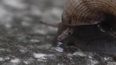 Küçük bir salyangozun ultra makro çekimi. Yaygın gastropodlar yiyerek ve emerek rutubet içinde hareket ederler. Pomacea canaliculata, Ampullariidae. Minik, şeffaf hayvanlar. Yavaşlık, sabır ve kararlılık.