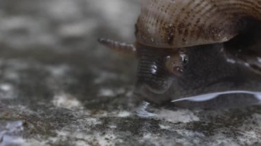 Küçük bir salyangozun ultra makro çekimi. Yaygın gastropodlar yiyerek ve emerek rutubet içinde hareket ederler. Pomacea canaliculata, Ampullariidae. Minik, şeffaf hayvanlar. Yavaşlık, sabır ve kararlılık.